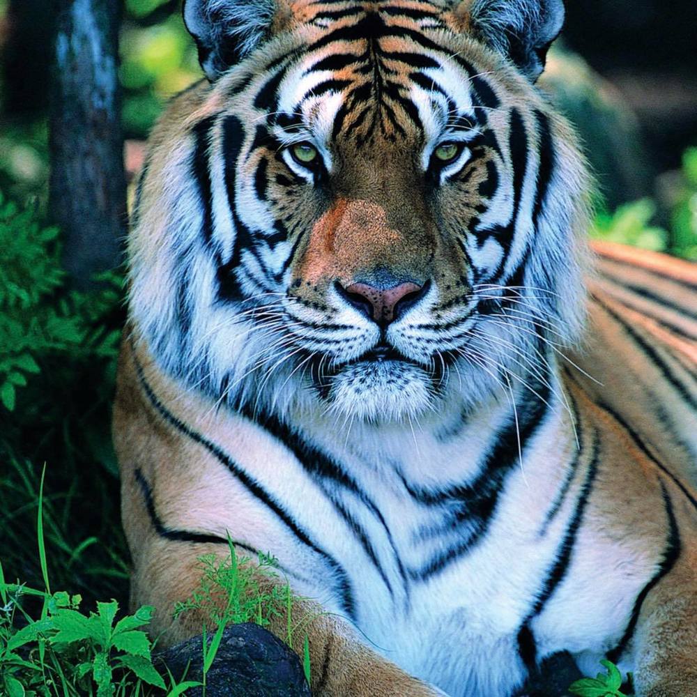 Meet your Posher, Karlo